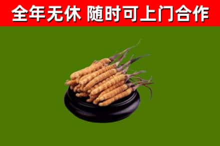 盐边县回收冬虫夏草