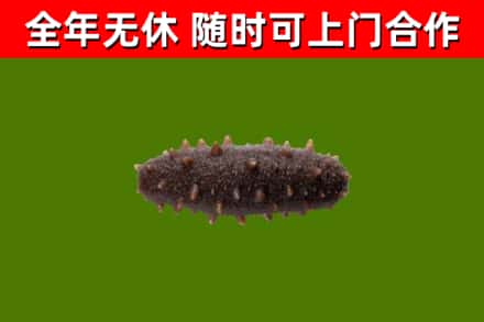 盐边县回收海参干
